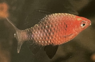 Barbus nigrofasciatus mâle ou barbus à tête rouge.